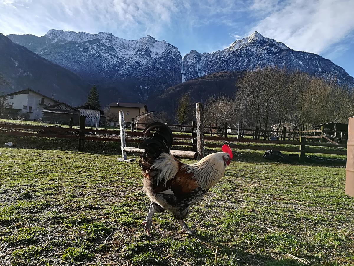 Agritur Airone Bed & Camping Levico Terme Esterno foto