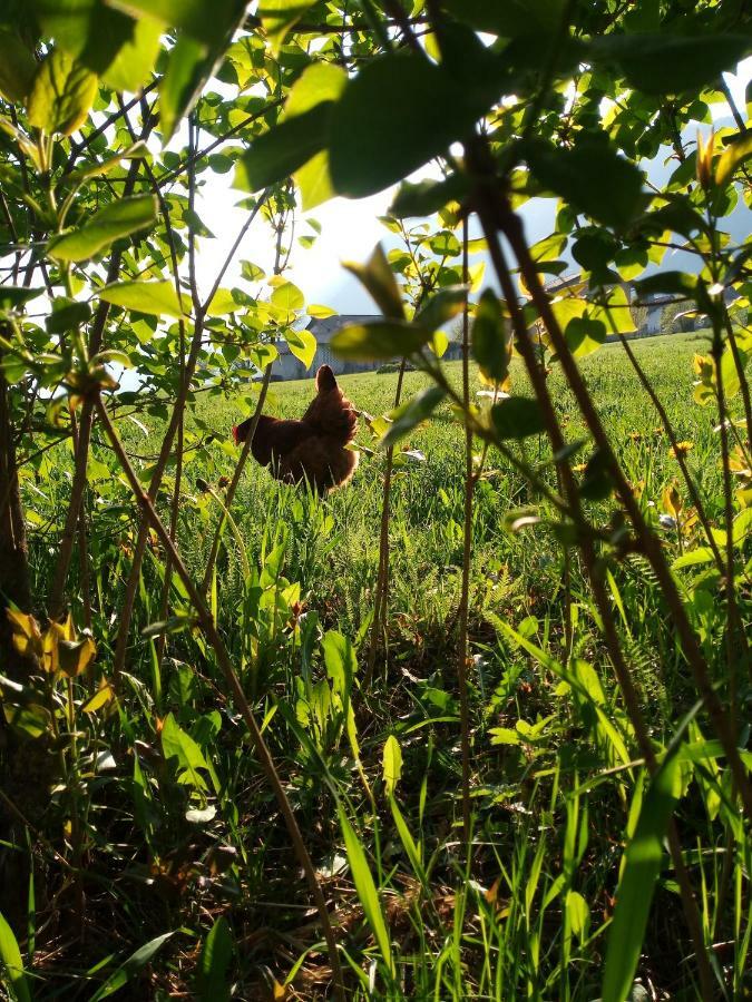 Agritur Airone Bed & Camping Levico Terme Esterno foto